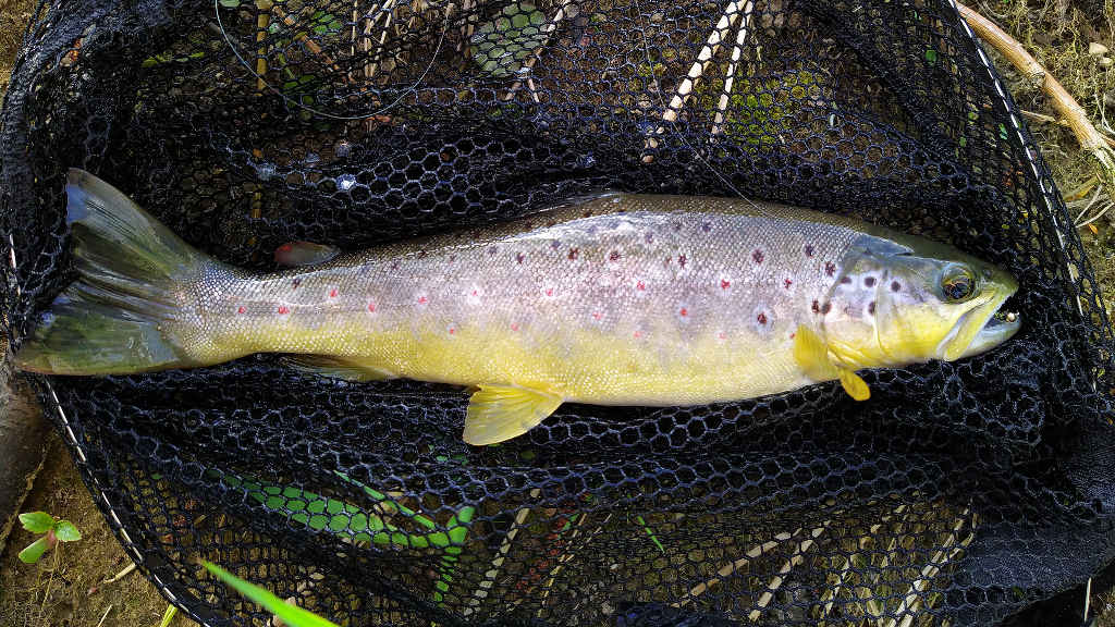 Photo of fat 12 inch trout